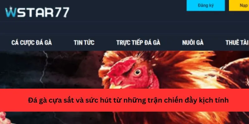 Đá gà cựa sắt và sức hút từ những trận chiến đầy kịch tính